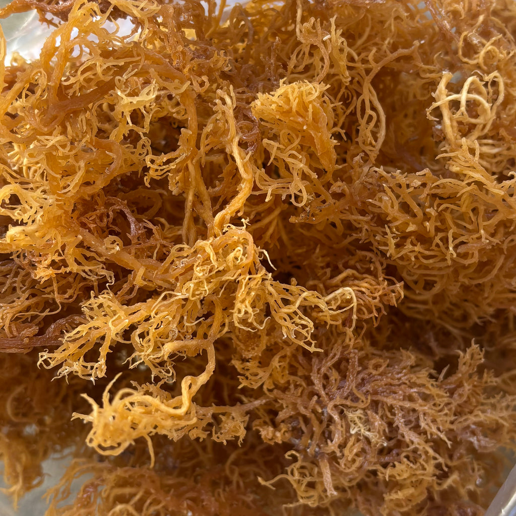 St. Lucia Gold Dried Sea Moss